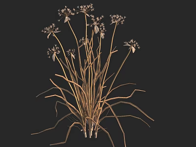 Elegant White Blooms With Tall Golden Stems In Decorative Vase 3d model