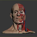 Medical Device Human Head Anatomical Model Displaying Muscle Vessel Structure For Medical Education