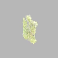 Lush Green Shrub Collection With Various Leafy Plants And Natural Foliage