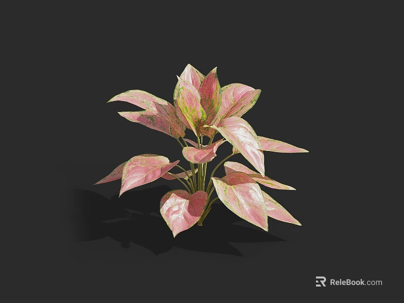 Vibrant Indoor Potted Plant With Pink And Green Heart Shaped Variegated Leaves 3d model 