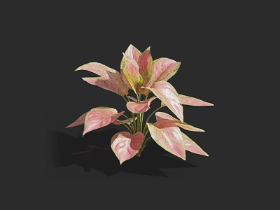 Vibrant Indoor Potted Plant With Pink And Green Heart Shaped Variegated Leaves 3d model