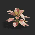 Vibrant Indoor Potted Plant With Pink And Green Heart Shaped Variegated Leaves