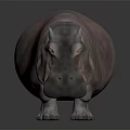 Pinkish Gray Hippopotamus Standing On Dark Background With Shiny Skin And Reflection