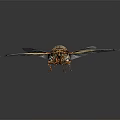 Detailed Cicada With Transparent Golden Edged Wings And Brown Body On Dark Background