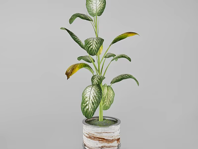 Indoor Plant with Green White Striped Leaves Yellow Edged Foliage in Textured Gray Ceramic Planter 3d model