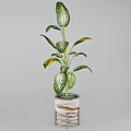 Indoor Plant with Green White Striped Leaves Yellow Edged Foliage in Textured Gray Ceramic Planter
