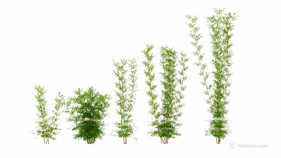 Bamboo Plants In Different Growth Stages Isolated On White Background 3d model 