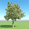 Lush Arbor Blooming with White Flowers Against Green Grass and Blue Sky