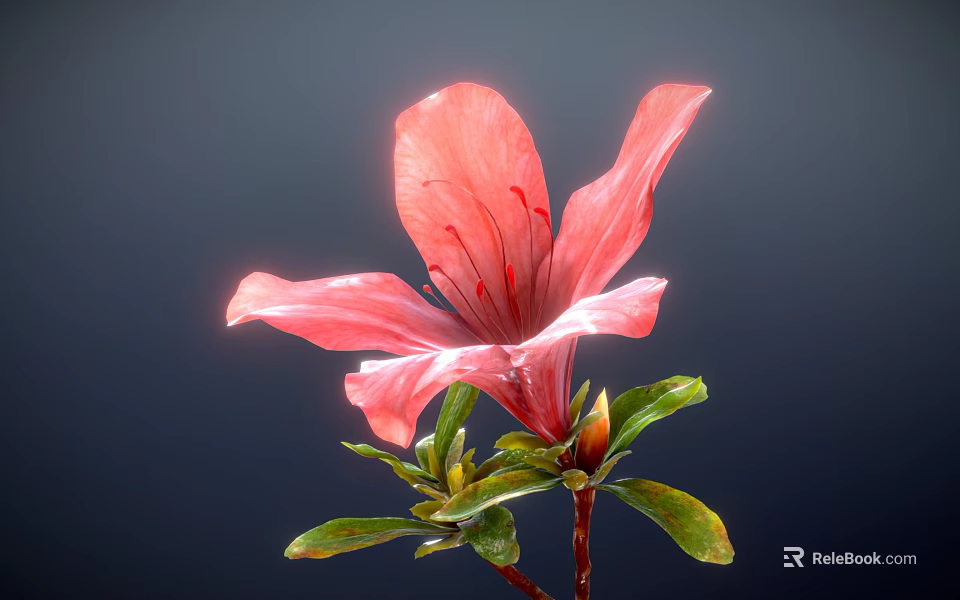 Beautiful Pink Azalea Flower with Vibrant Petals and Fresh Green Leaves Against Dark Background 3d model 