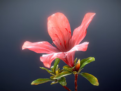Beautiful Pink Azalea Flower with Vibrant Petals and Fresh Green Leaves Against Dark Background 3d model