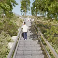 Winding Wooden Boardwalk Through Lush Green Forest With Tall Trees And Scenic Views