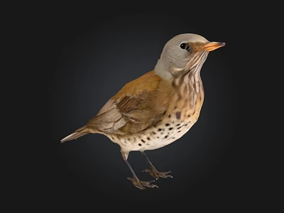 Bird with grayish white head orange beak brown wings spotted belly standing against black background 3d model