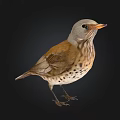 Bird with grayish white head orange beak brown wings spotted belly standing against black background