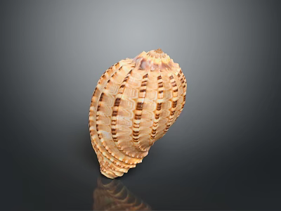 Conch Shell Marine Life Natural Coast 3d model Conch Shell Marine Life Natural Coast 3d model