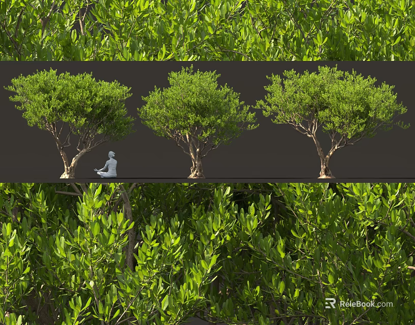Lush Green Arbor Trees With Healthy Foliage And Natural Setting Different Views 3d model 