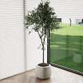 Elegant Potted Bonsai Tree in White Pot by Window with White Blinds and Green Grass