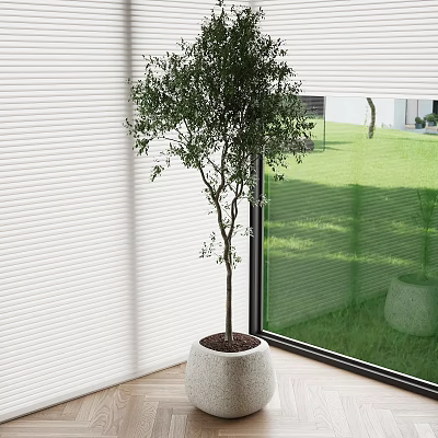 Elegant Potted Bonsai Tree in White Pot by Window with White Blinds and Green Grass 3d model