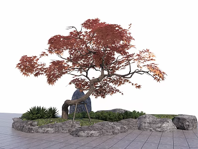 Red Leaf Maple Arbor With Curved Trunk Stones And Green Plants In Landscape 3d model