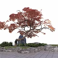 Red Leaf Maple Arbor With Curved Trunk Stones And Green Plants In Landscape