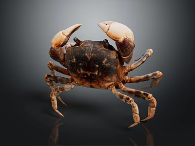 Detailed Brown Spotted Crab With Large Claws On Dark Shiny Background 3d model