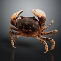 Detailed Brown Spotted Crab With Large Claws On Dark Shiny Background