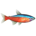 Various Colorful Aquatic Fish Species With Silver Striped And Golden Bodies