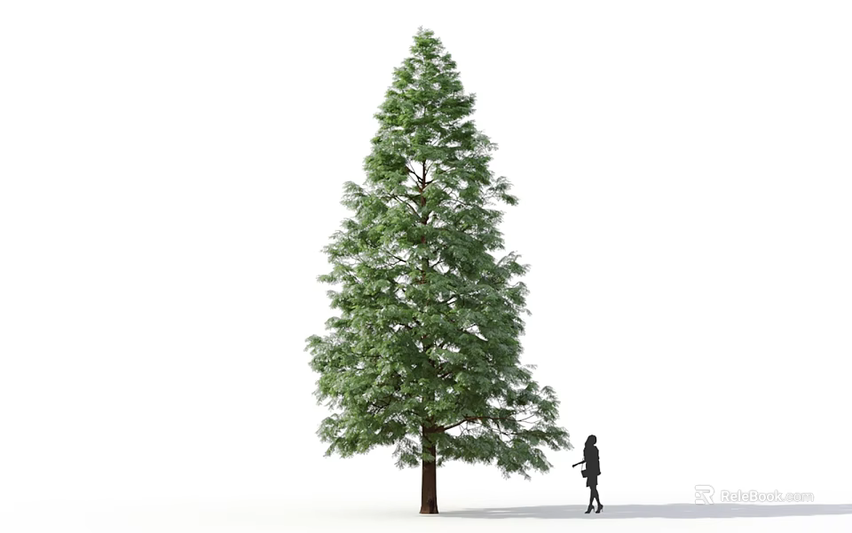 Tall Isolated Tree With Green Foliage And Person Standing Beside On White Background 3d model 