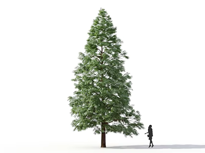 Tall Isolated Tree With Green Foliage And Person Standing Beside On White Background 3d model