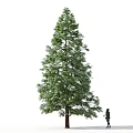 Tall Isolated Tree With Green Foliage And Person Standing Beside On White Background