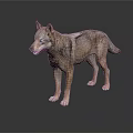 Realistic 3D Wolf Model Standing On Dark Surface With Reflection 3d model