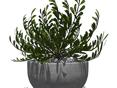 Lush Green Bonsai Potted Plant in Gray Textured Pot with Small Stones 3d model
