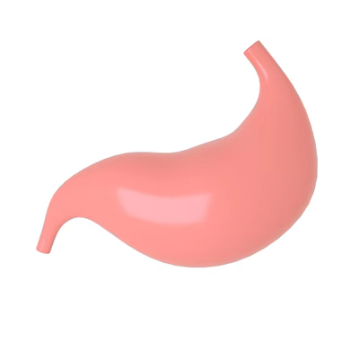Detailed 3D Pink Stomach Anatomical Model Medical Device For Educational Training Use 3d model