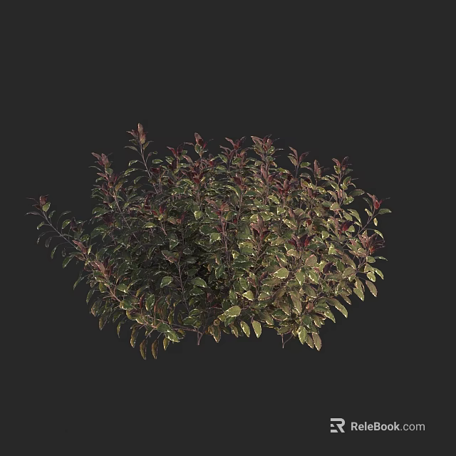 Round Shaped Green And Red Leaf Plant On Black Background 3d model 