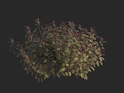Round Shaped Green And Red Leaf Plant On Black Background 3d model