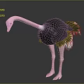 Black Ostrich With Pink Neck Long Legs And Feathered Body Standing Tall