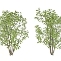 Modern Tree Landscape Tree 3d model