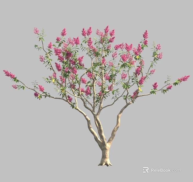 Ornamental Flowering Tree With Slender Branches Blooming Pink Flowers And Green Foliage 3d model 