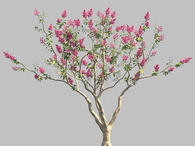 Ornamental Flowering Tree With Slender Branches Blooming Pink Flowers And Green Foliage 3d model