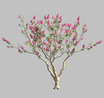 Ornamental Flowering Tree With Slender Branches Blooming Pink Flowers And Green Foliage 3d model