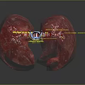 Human Respiratory System Anatomical Structure Showing Trachea Bronchi And Lungs 3d model