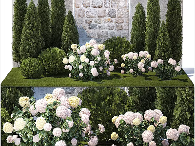 Beautiful Colorful Hydrangeas With White And Pink Blooms Surrounded By Green Trees And Stone Wall 3d model