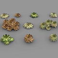 Various Guanyinlian Succulent Plants with Rosette Shaped Leaves and Colorful Foliage