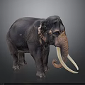 Detailed Dark Elephant With Long White Tusks Standing On Dark Background