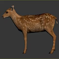 Cute Brown Fawn With White Spots Standing On Gray Background With Reflection