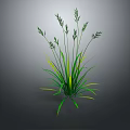 Lush Green Grass With Slender Stems And Leaves Featuring Yellow Stripes On Gray Background