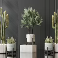 Potted Bonsai Cactus And Palm Like Plants In White Pots With Geometric Bases Dark Striped Decor