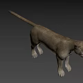 Realistic Puma 3D Model With Detailed Fur And Blue Eyes On Gray Background
