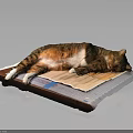 Orange and white cat lying relaxed sleeping comfortably on newspaper sheet 3d model