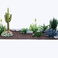 Potted Succulent and Cactus Plants with Decorative Stones on Gravel Ground