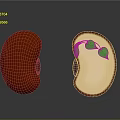 Whole and Split Red Bean Showing Germinating Seedling with Green Leaves in Cross Section